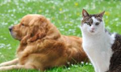 Printemps : quelques précautions pour le chien et chat
