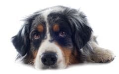 Intoxication chez le chien ou le chat : comment réagir ?