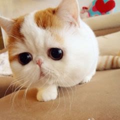 Snoopybabe : un chat qui fait le buzz sur Internet