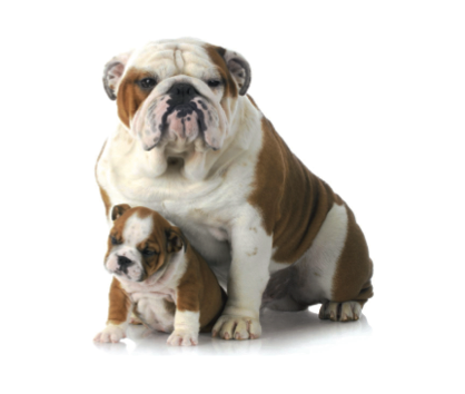Vers du chien : comment se contamine-t-il ?