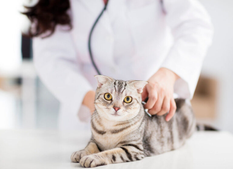 Parasites internes : l’importance de vermifuger votre chat