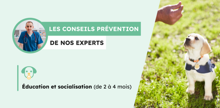 La socialisation du chiot : une étape capitale