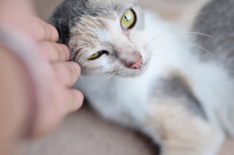 Comment soigner et prévenir la conjonctivite du chat
