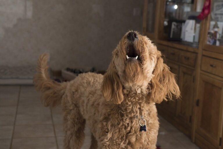 Pourquoi mon chien aboie trop et que faire ?