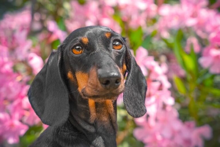 Buitenlandse reizen met je hond