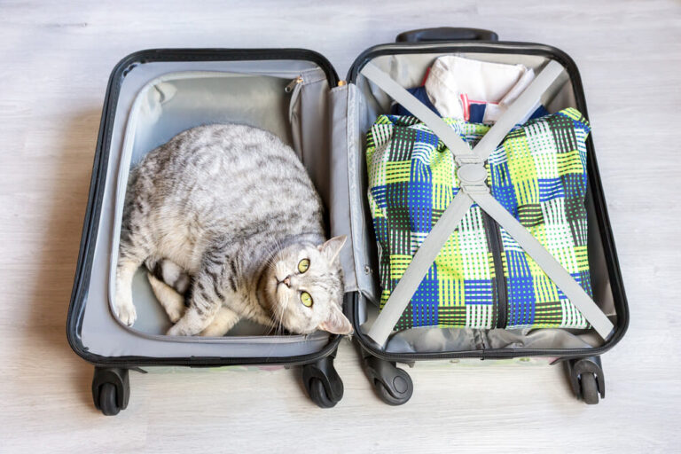 Tips voor reizen met uw kat