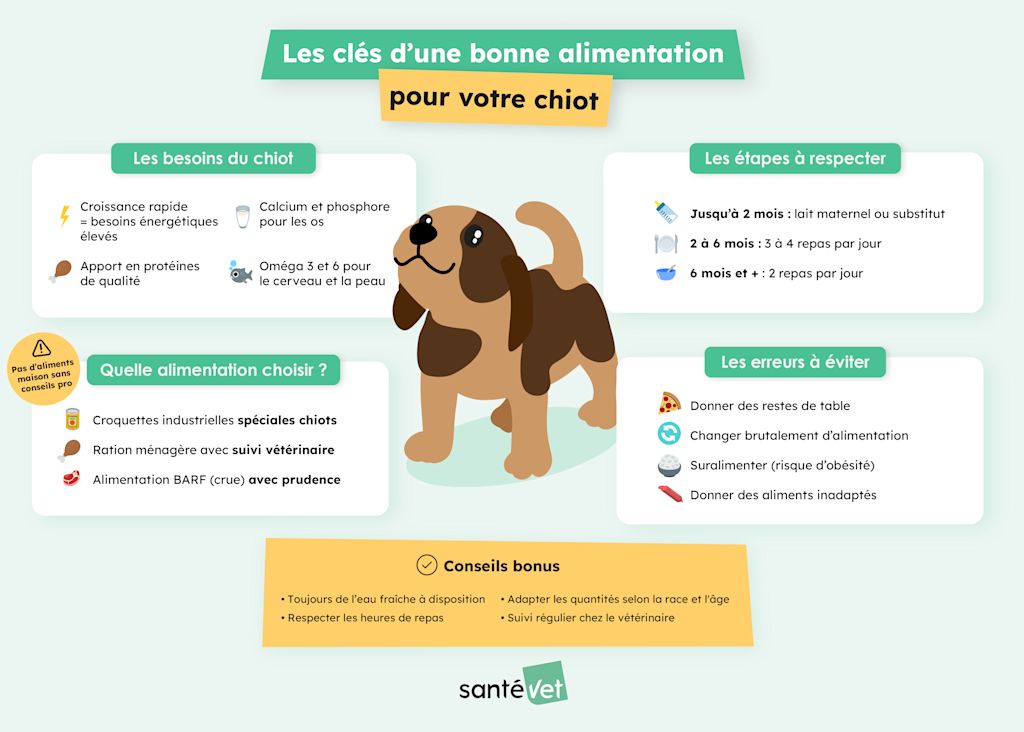 SVFR - Infographies SEO - Alimentation chiot V2