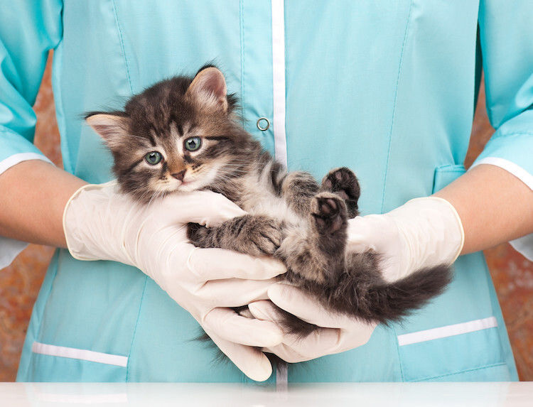 Tout savoir sur la castration du chat