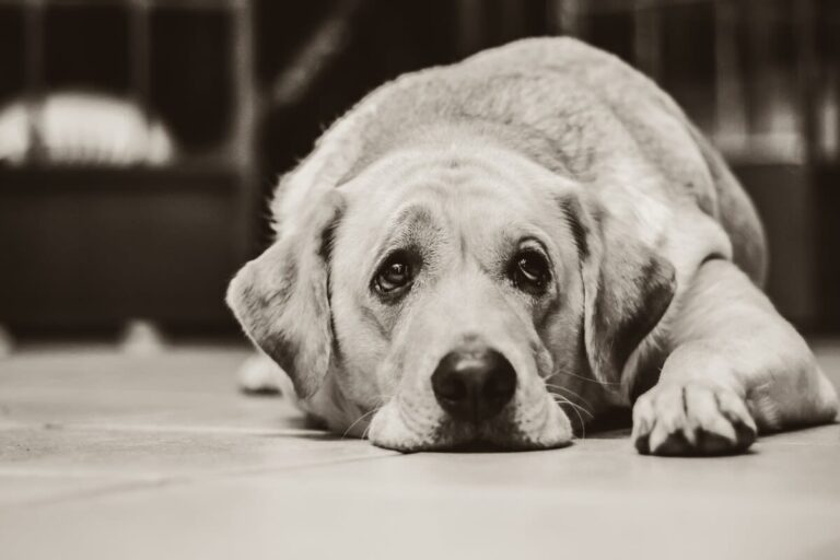 Comment laisser son chien seul ?