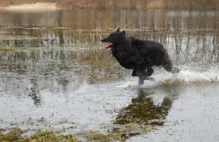 Comment gérer un chien hyperactif ?