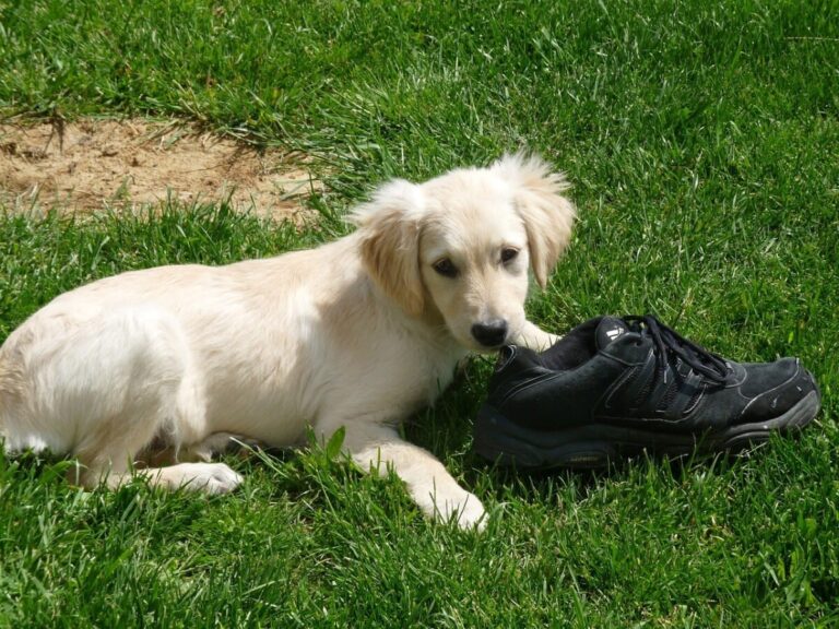 Qu&rsquo;est-ce qu&rsquo;un chien destructeur ?