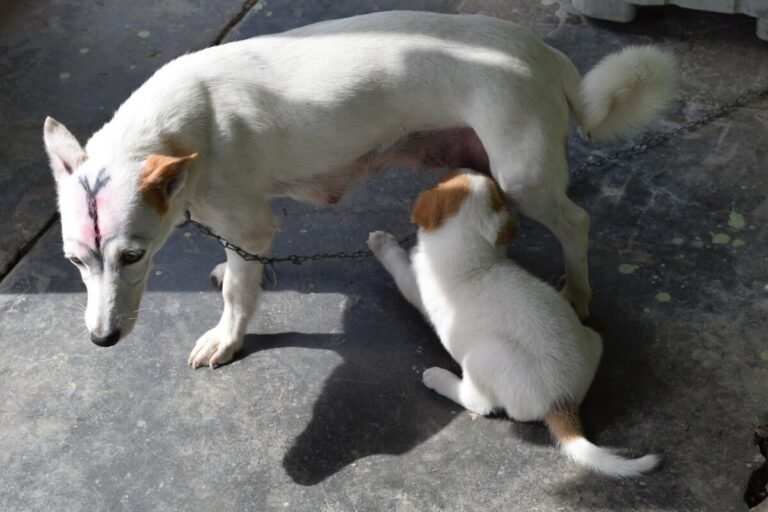 Comment bien gérer le sevrage d&rsquo;un chiot