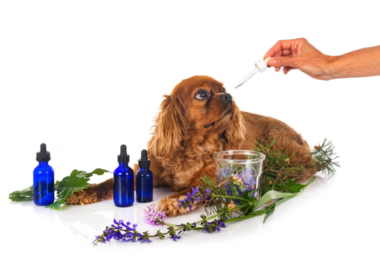 Comment utiliser les fleurs de Bach chez le chien ?