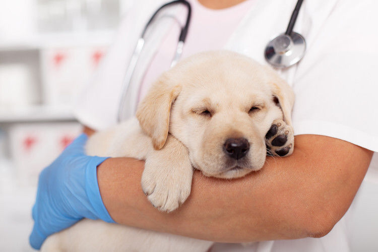 Castration du chien : pourquoi et à quel âge le faire castrer ?