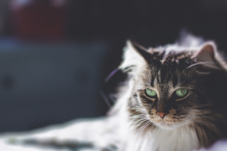 Tien dingen die je nog niet wist over katten