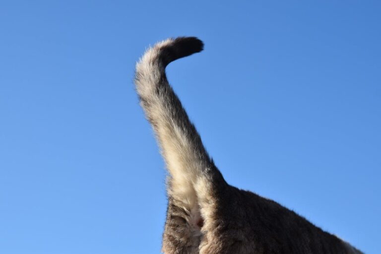 Que veut exprimer un chat qui remue la queue ?
