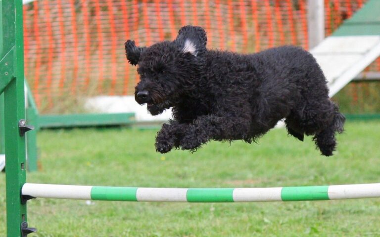 Quel sport canin pratiquer avec son chien ?