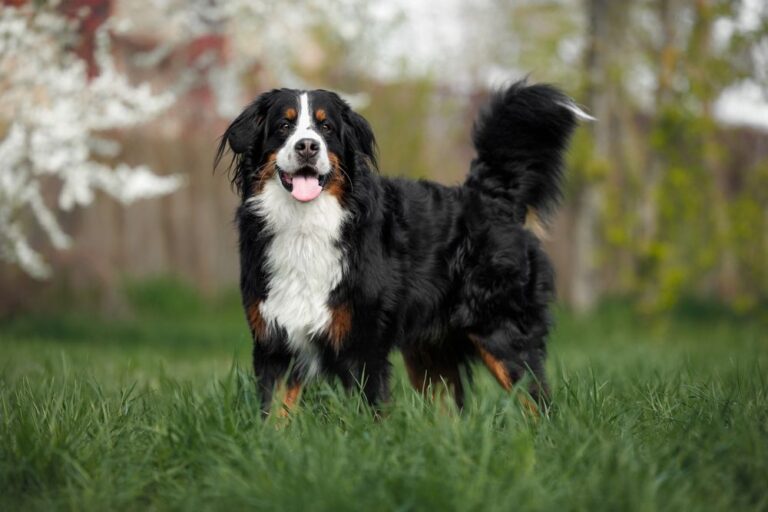 Berner sennenhond