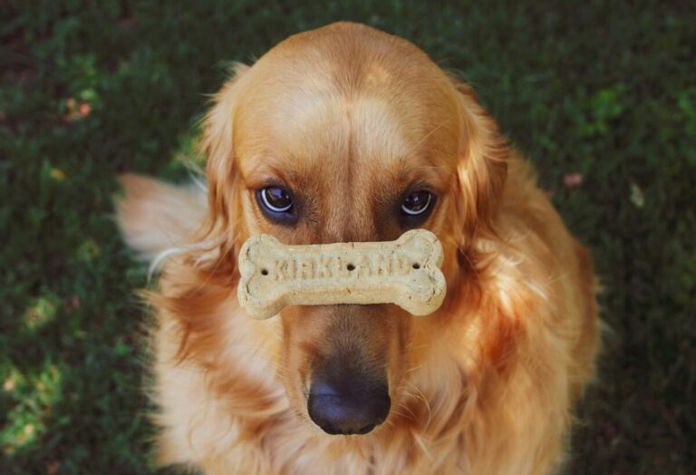 Comment apprendre des tours amusants à son chien ?