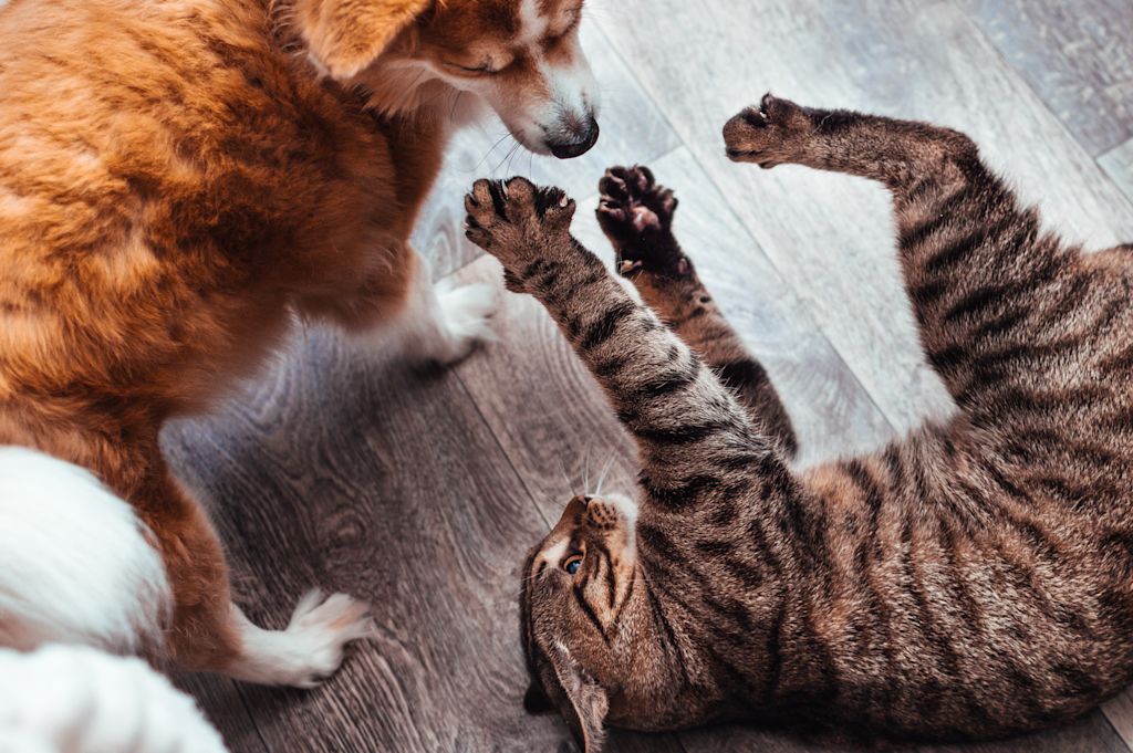 chien_chat_parasites