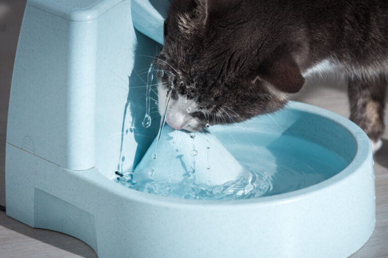 Déshydratation chez le chien et chat : comment la prévenir