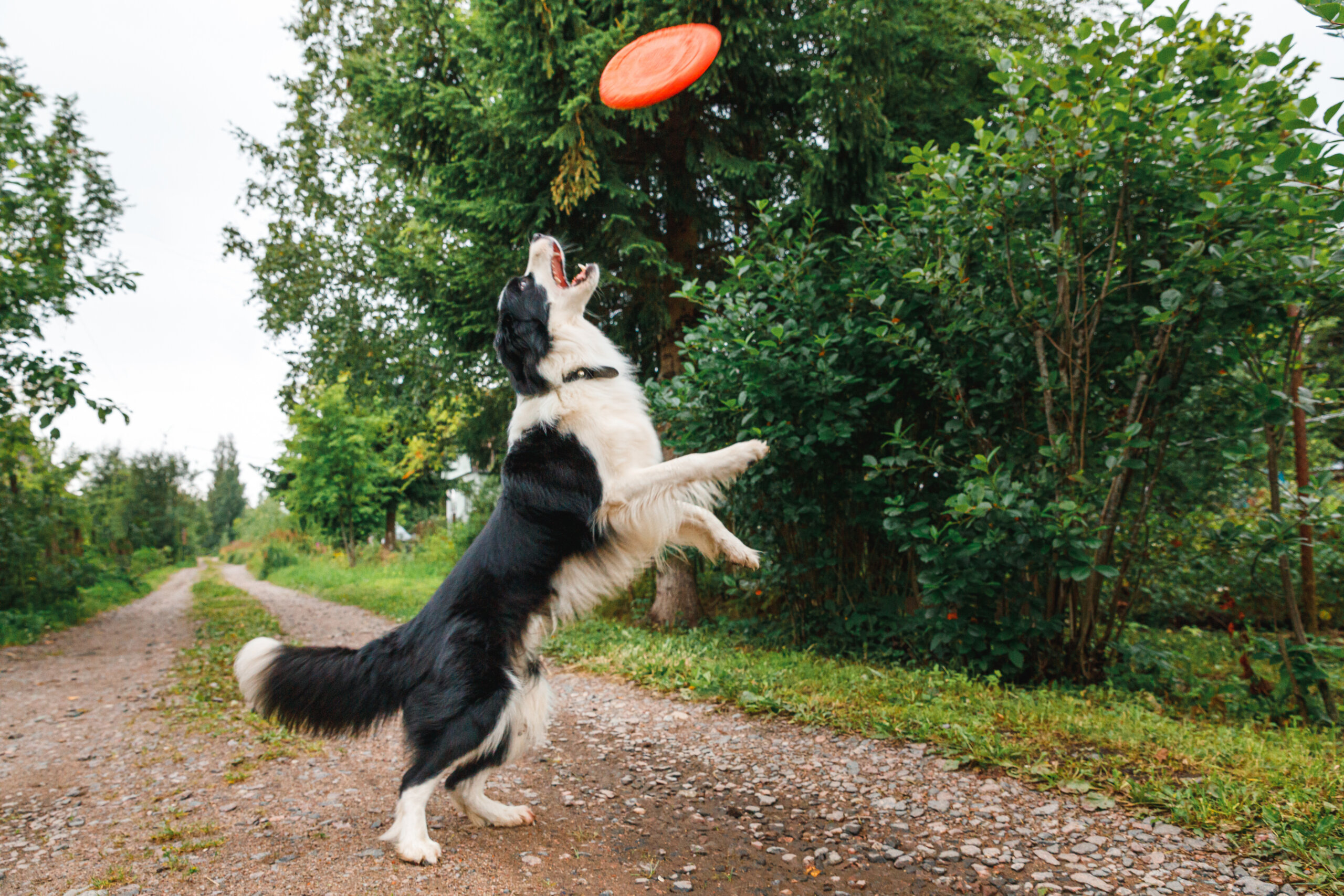 chien_sport_activites
