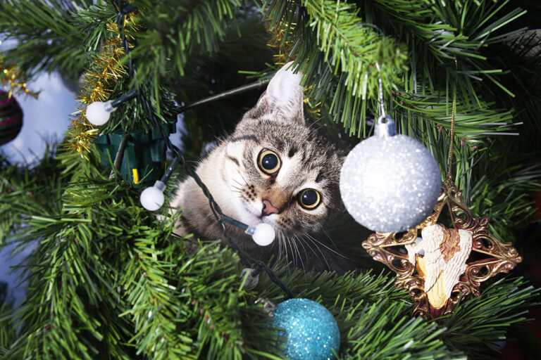 Chien et chat à Noël : un sapin sans danger