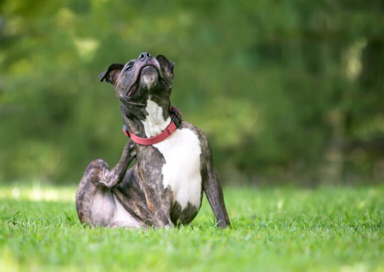 Atopische dermatitis van de hond: hoe kan je dit verzorgen?