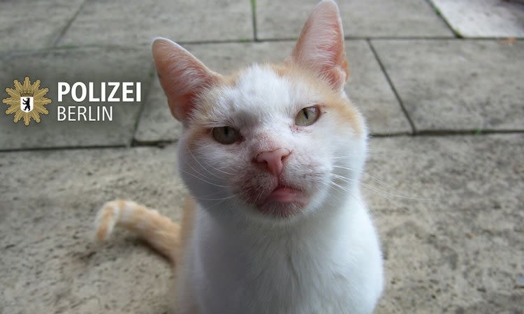 Attentat de Berlin : la police tweete une photo de chat !