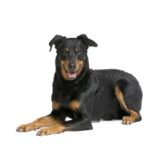 Beauceron (bas rouge, berger de beauce)