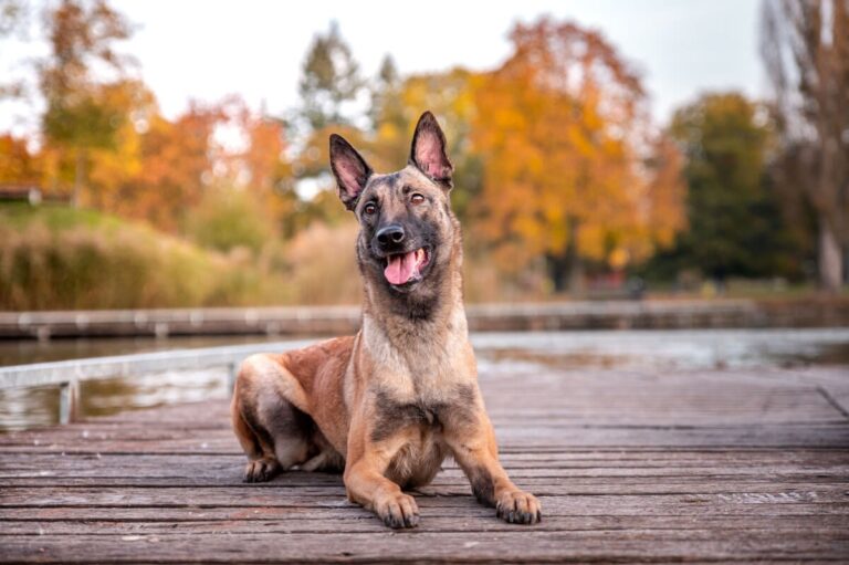 Berger belge (Malinois)