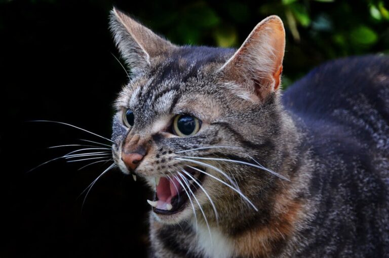 Mon chat est agressif, que dois-je faire ?