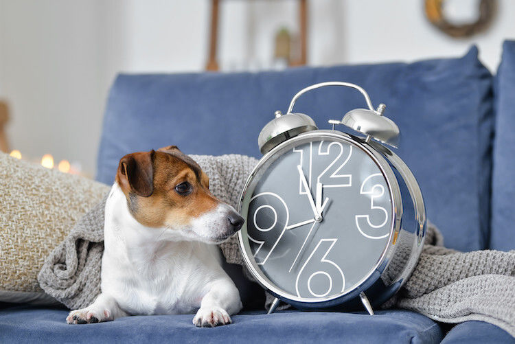 Comment aider votre chien pour le changement d&rsquo;heure de 2023