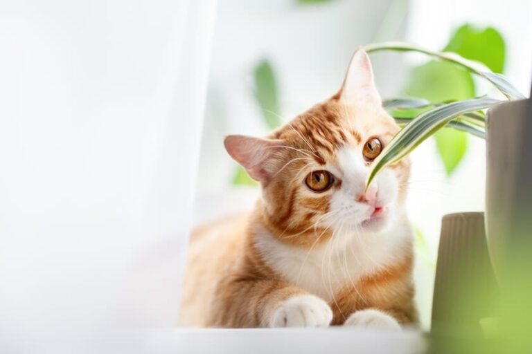 Giftige planten voor katten