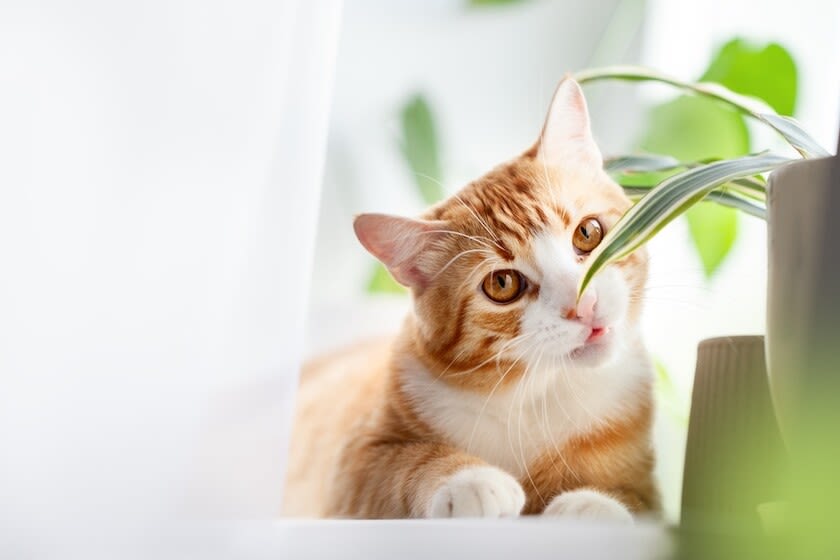 Giftige planten voor katten: vermijd deze planten in huis en - Santvet