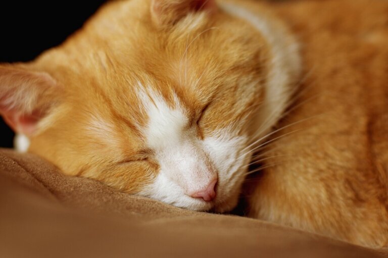 Dans quelle position se met un chat qui souffre ?