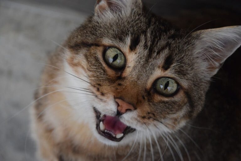 Je vis avec un chat qui miaule la nuit. Que faire ?