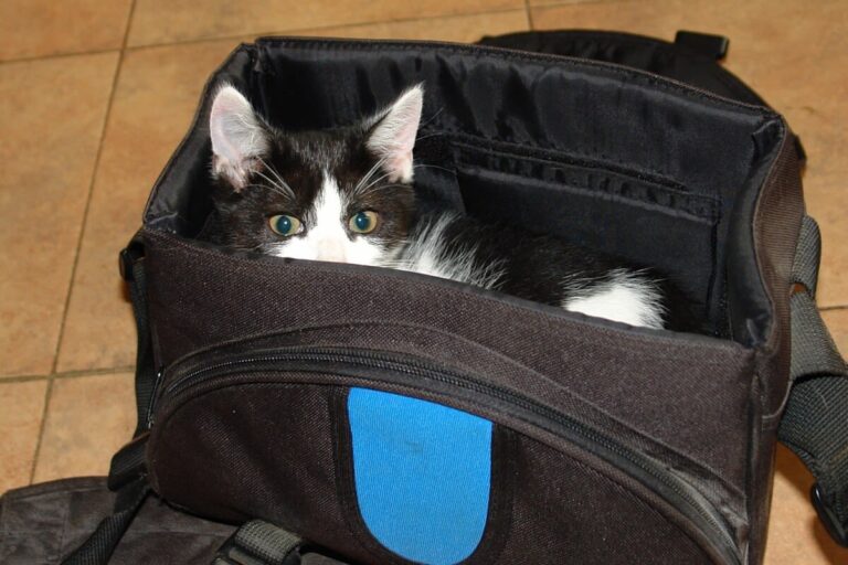 Pourquoi est-ce que mon chat me suit partout ?