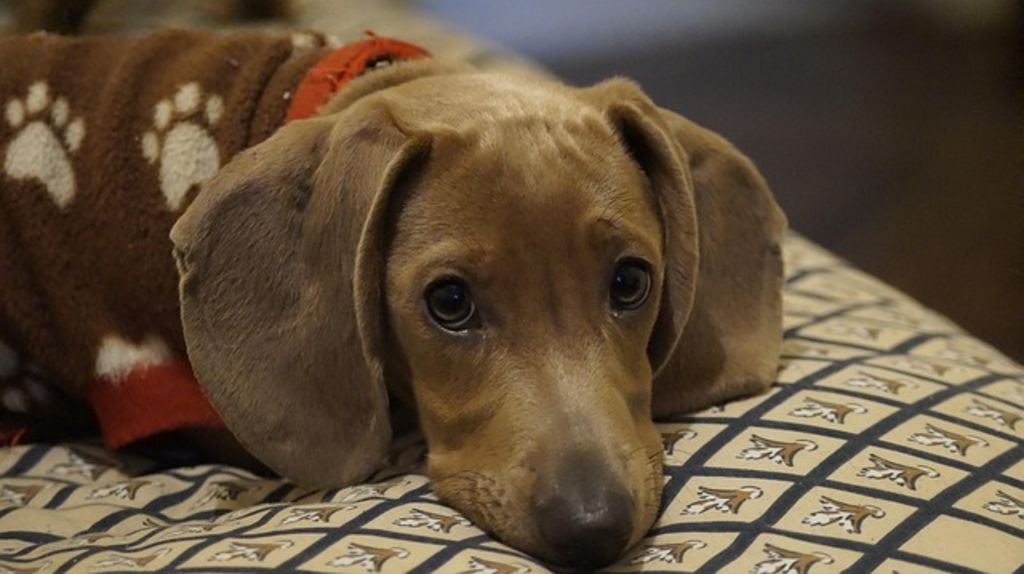 chien teckel