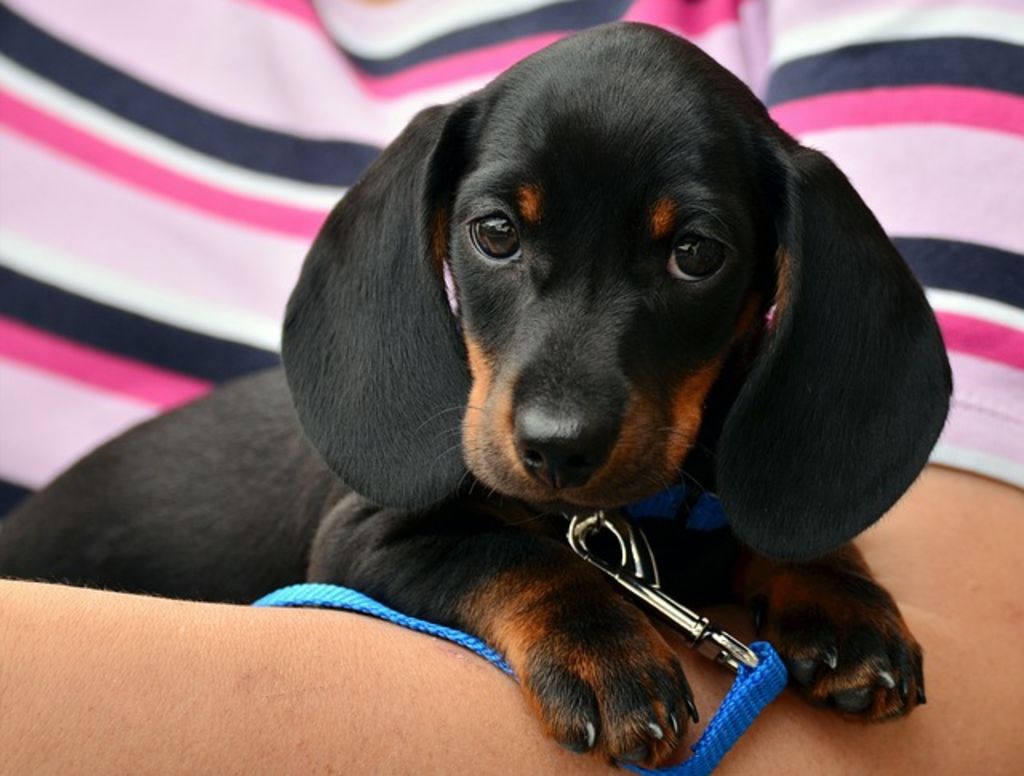 Chiot teckel