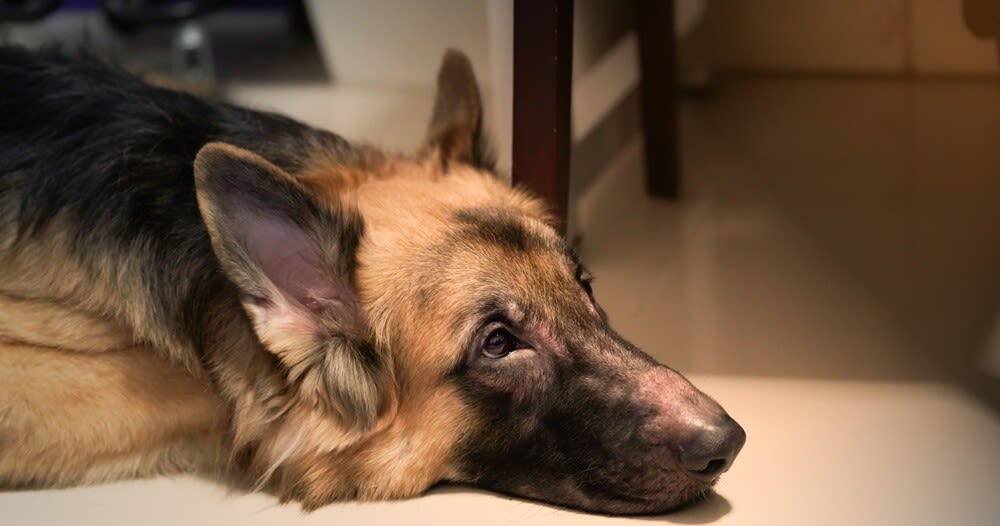 De functie van de anaalklieren van de hond en eventuele problemen