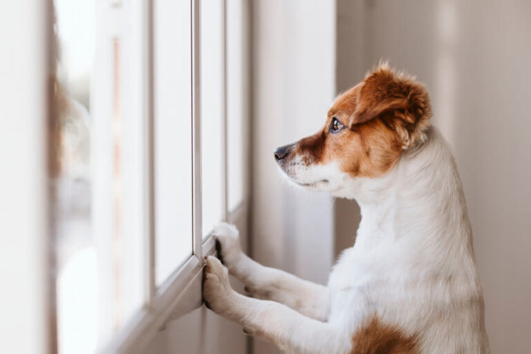 Je hond trainen om alleen te zijn
