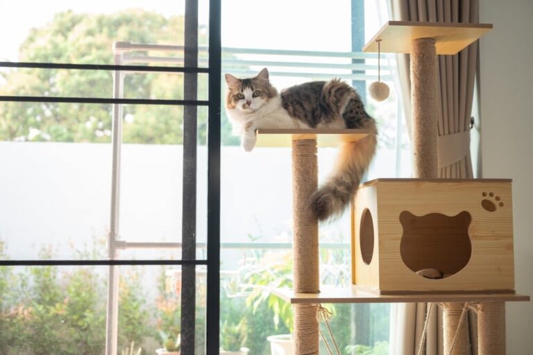 Kan je een kat alleen thuislaten?