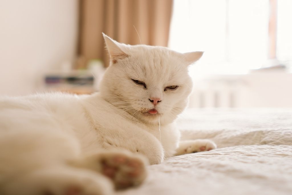 Zieke kat kwijlt