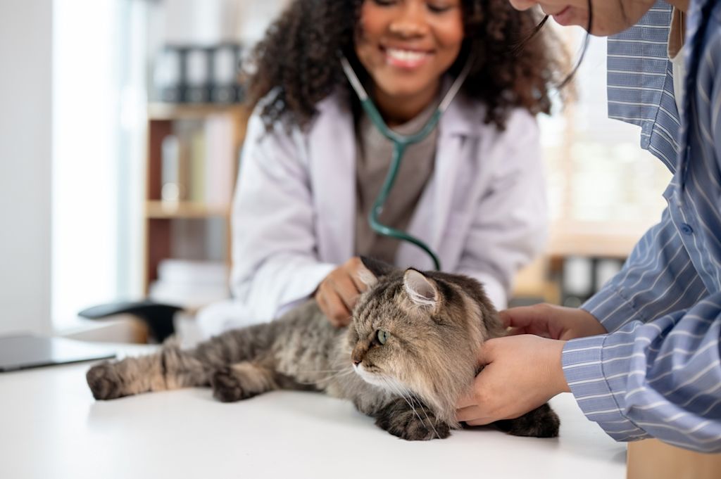 Dierenarts onderzoekt kat