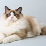 Ragdoll