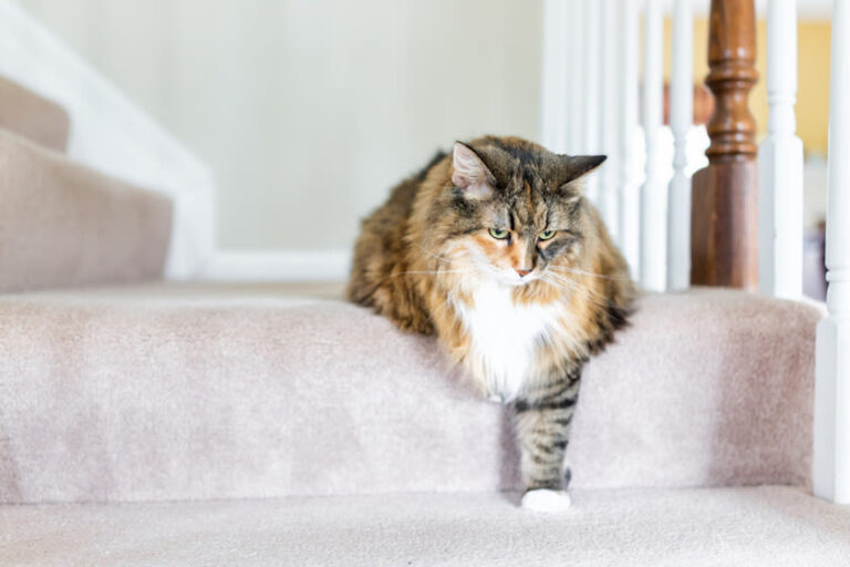 Artrose bij katten