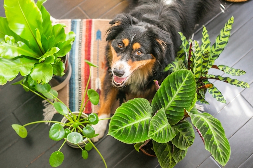 Welke bomen, bloemen en planten zijn giftig voor honden? - Santvet