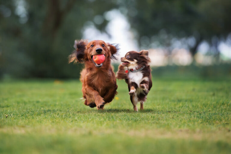 Moet u uw hond wel of niet steriliseren?