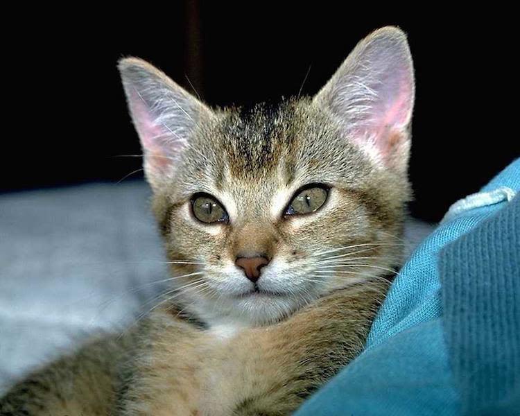 Bien choisir son chat et… s&rsquo;en occuper
